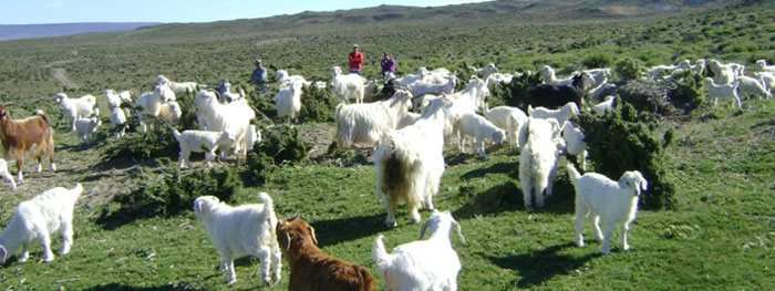 Lee más sobre el artículo Secretaría de Agricultura Familiar, Campesina e Indígena