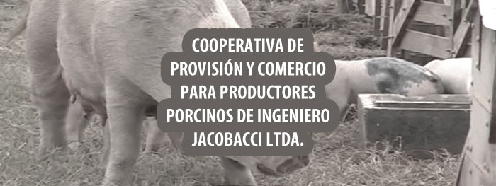 Lee más sobre el artículo Cooperativa de Productores Porcinos