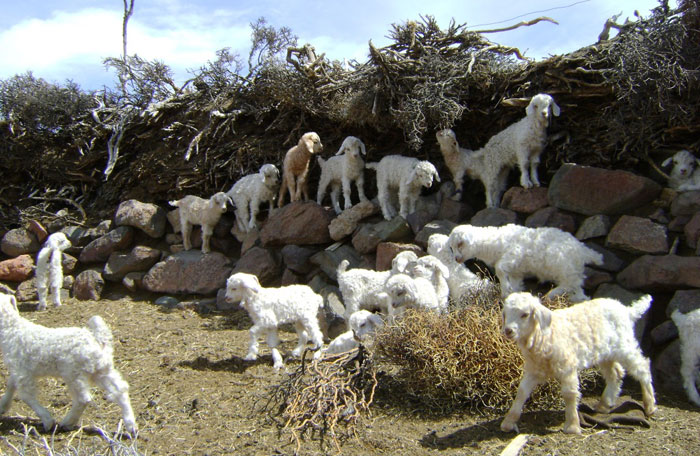 agricultura-familiar-campesina-indigena_3